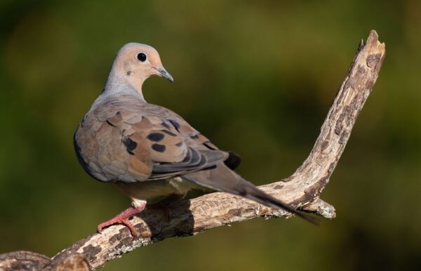 Dove Loads